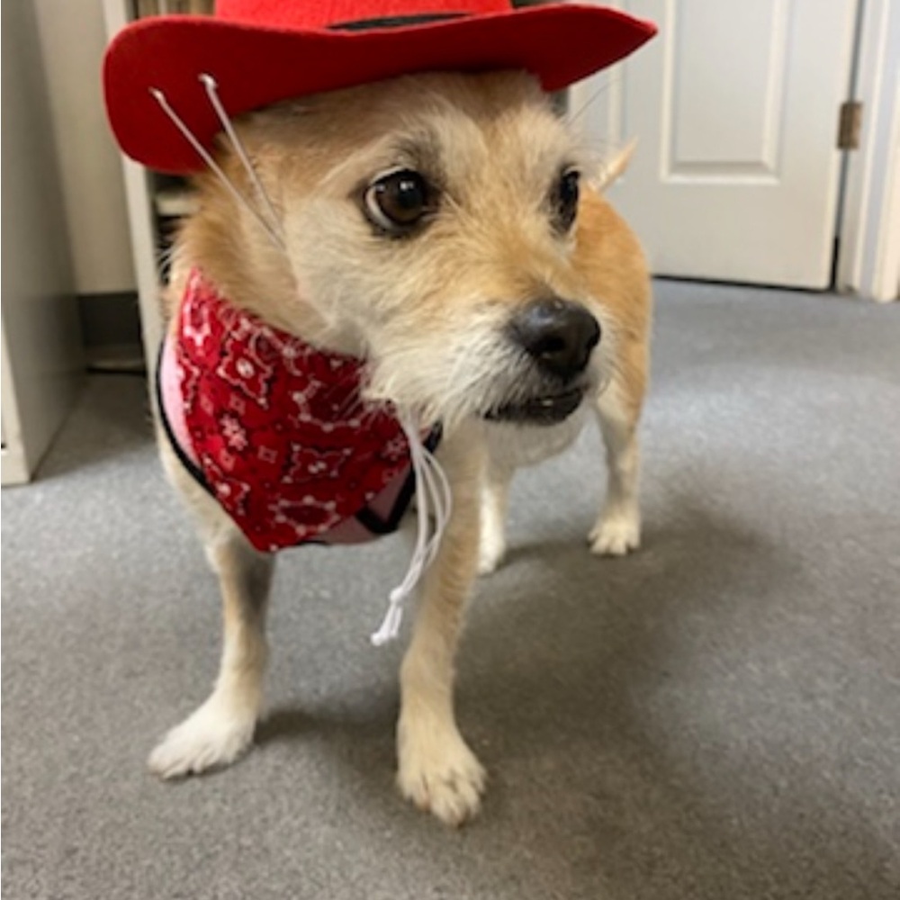 Adorable pet cowboy hats 🧢🐾🐶🐱🐈 - Picture 11 of 12